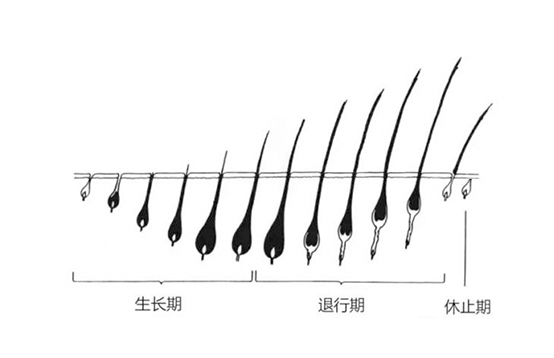 脫毛不徹底，毛毛的生命力到底有多頑強(qiáng)？(圖2)